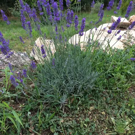 Il Nido Del Falco Nelle Antiche Mura Dom wakacyjny *